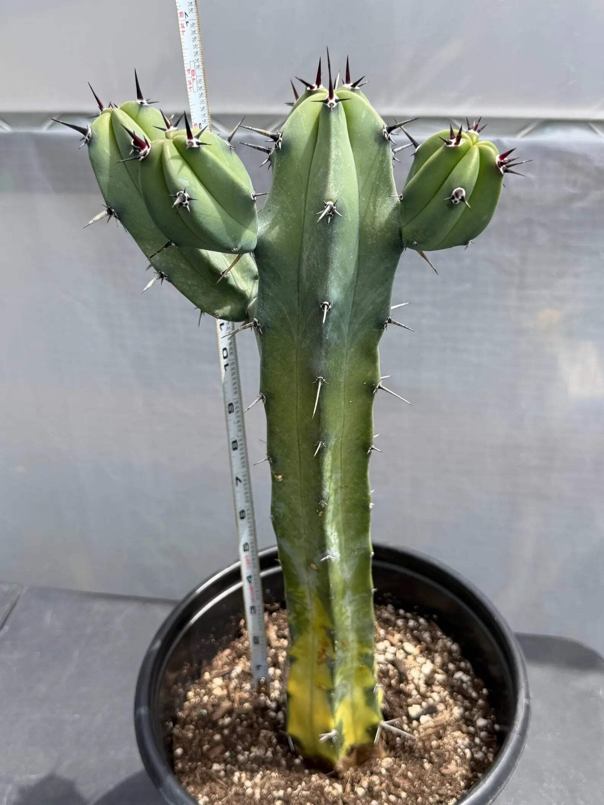 Variegated Blue Pilosocereus Pachycladus | Rare Blue Live Cactus Plant #181