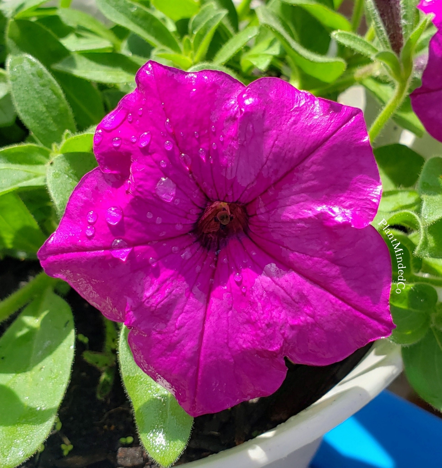 Majestic Magenta Petunia | 100 SEEDS