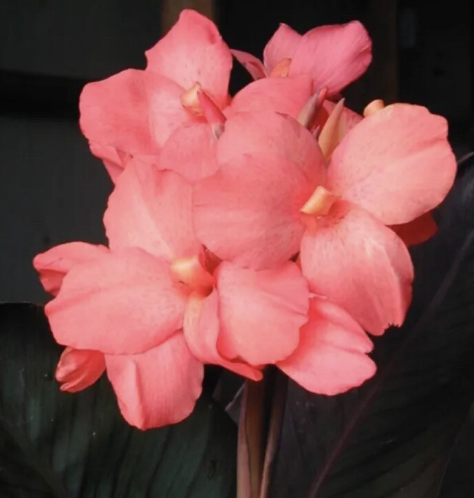 Canna Pink Bulbs Hawaiian Tropical Paradise Aloha Lily Bulbs Lot Of (2) Organic