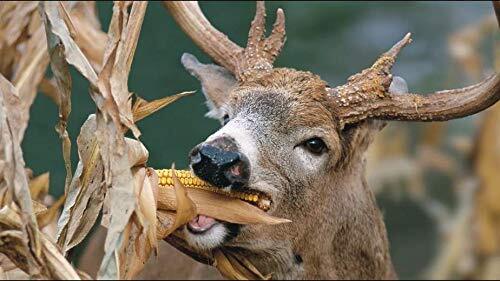 CZ Grain Dinner Getter Deer Food Plot Corn Seeds – 250 Seeds to Grow Deer Food –