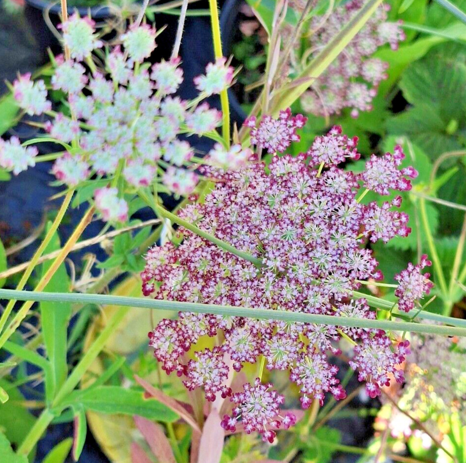 PURPLE AND PINK QUEEN ANNS LACE 100 SEEDS, DAUCUS CAROTA PURPURA