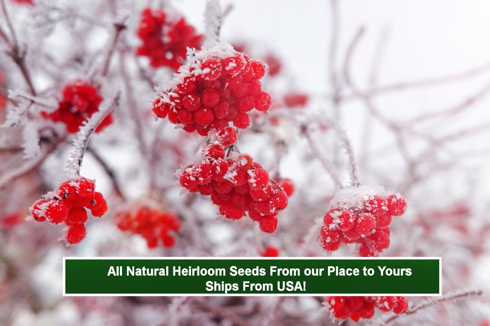 Blushing Viburnum foetidum var rectangulatum Shrub 10 Seeds- Bonsai or Standard