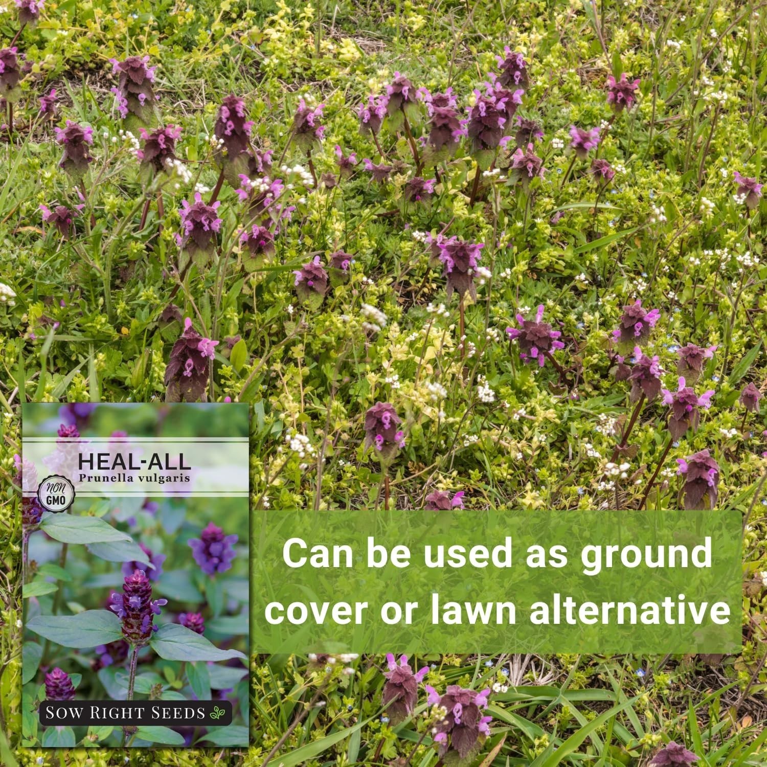 Sow Right Seeds – Heal-All Seeds for Planting – Self Heal Prunella Vulgaris – No