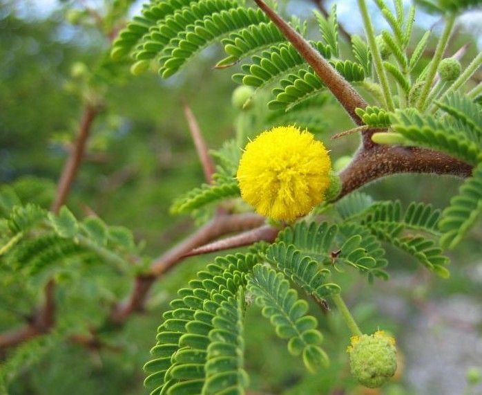 Twisted Acacia Huisachillo Tree Seeds, Acacia Schaffneri (20 Seeds) Rare Item