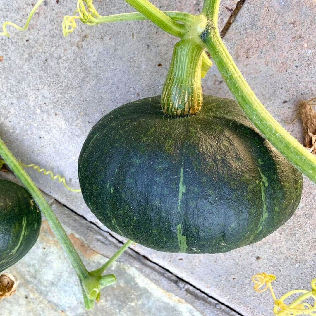 Fresh Japanese Kabocha Pumpkin 10 Seeds | Heirloom | Non-GMO | Asian Vegetables