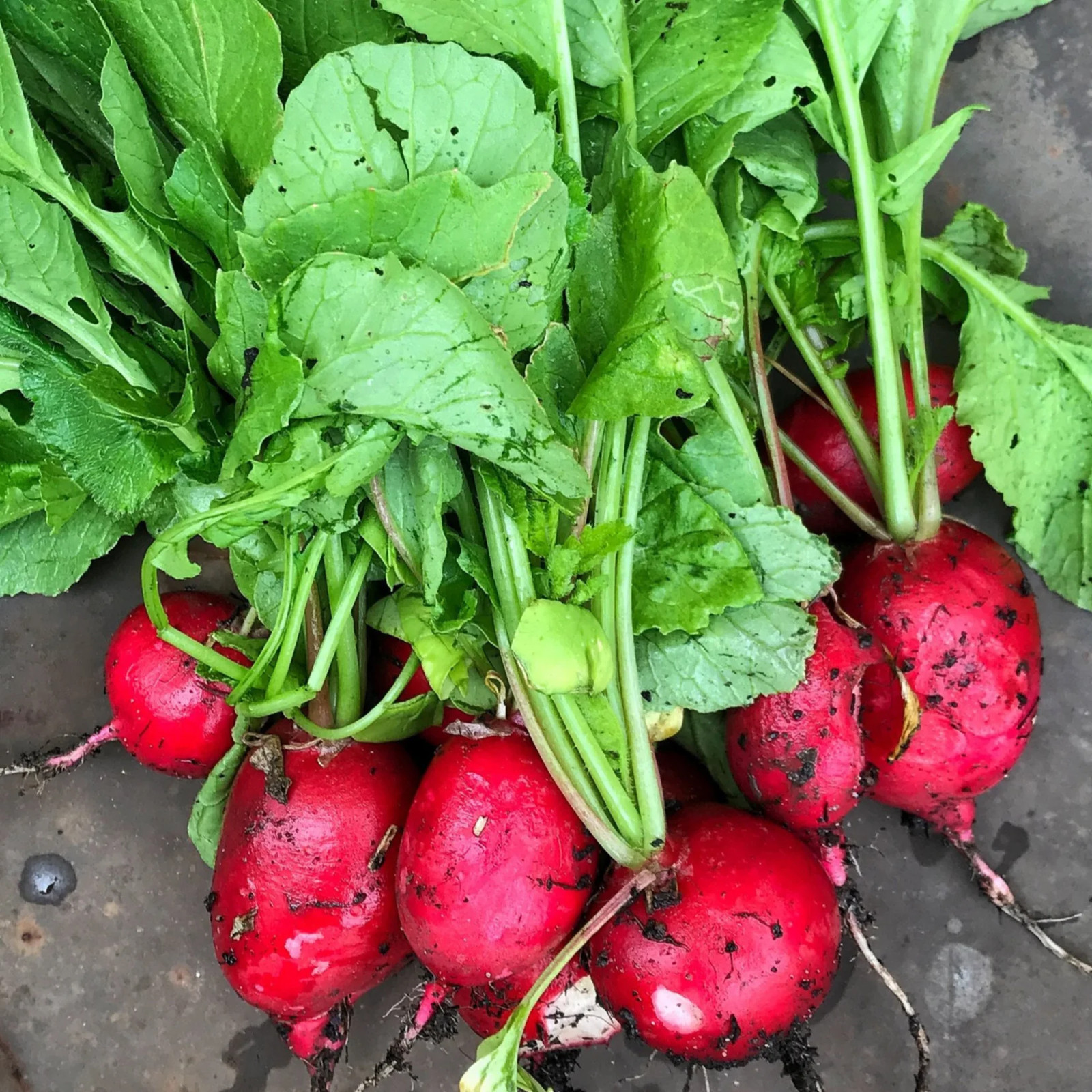 German Giant Radish Seeds | Red Globe Radishes Crimson Root Vegetable Seed 2024