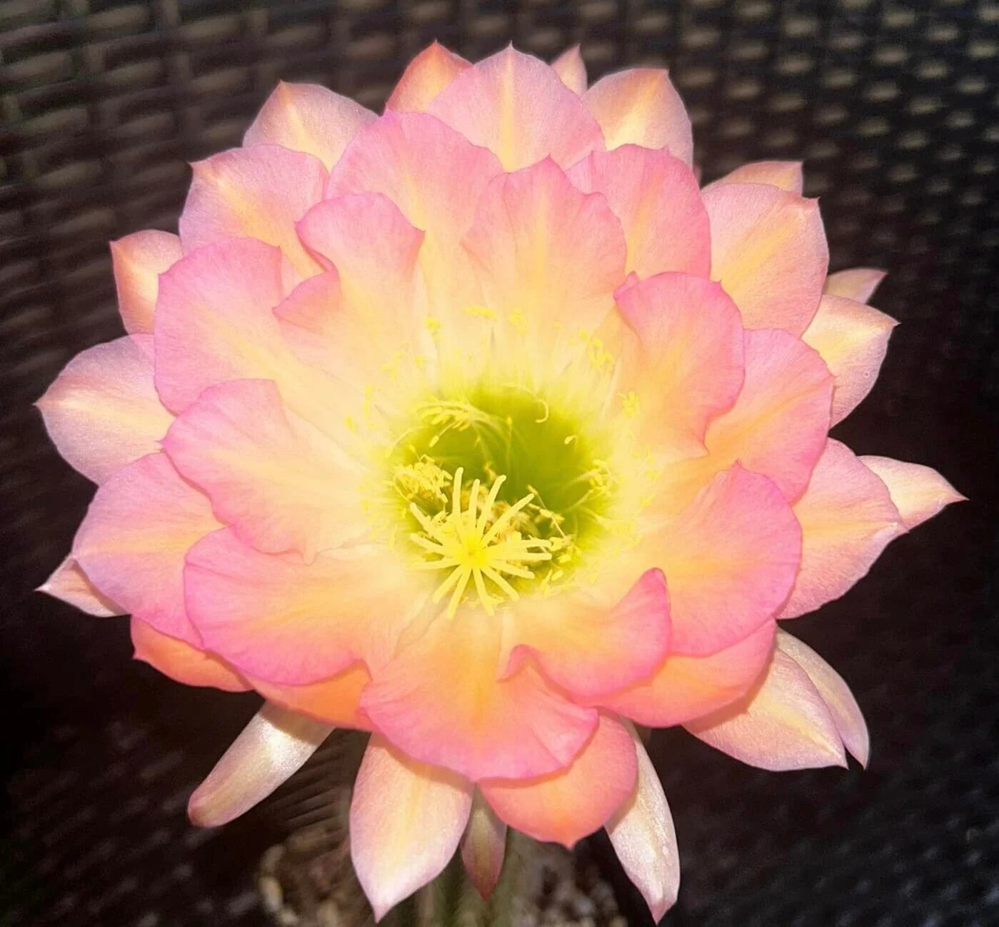 NEW,T. Cereus,Hybrid,STRAWBERRY CHEESCAKE,Echinopsis ,Cactus,Beautiful,Succulent