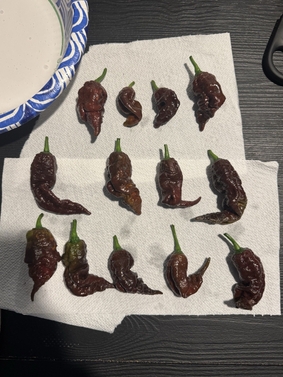 10 Chocolate Primotalii Pepper Seeds | Fresh 2026 Harvest | SUPER HOT!