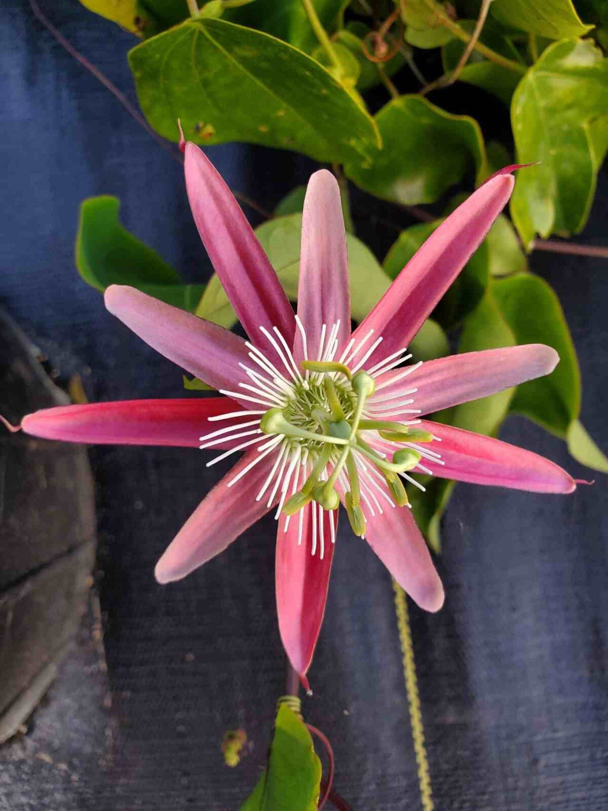 Passion Flower ‘Kew Gardens’ (Passiflora hybrid) 2.5″ Pot Size