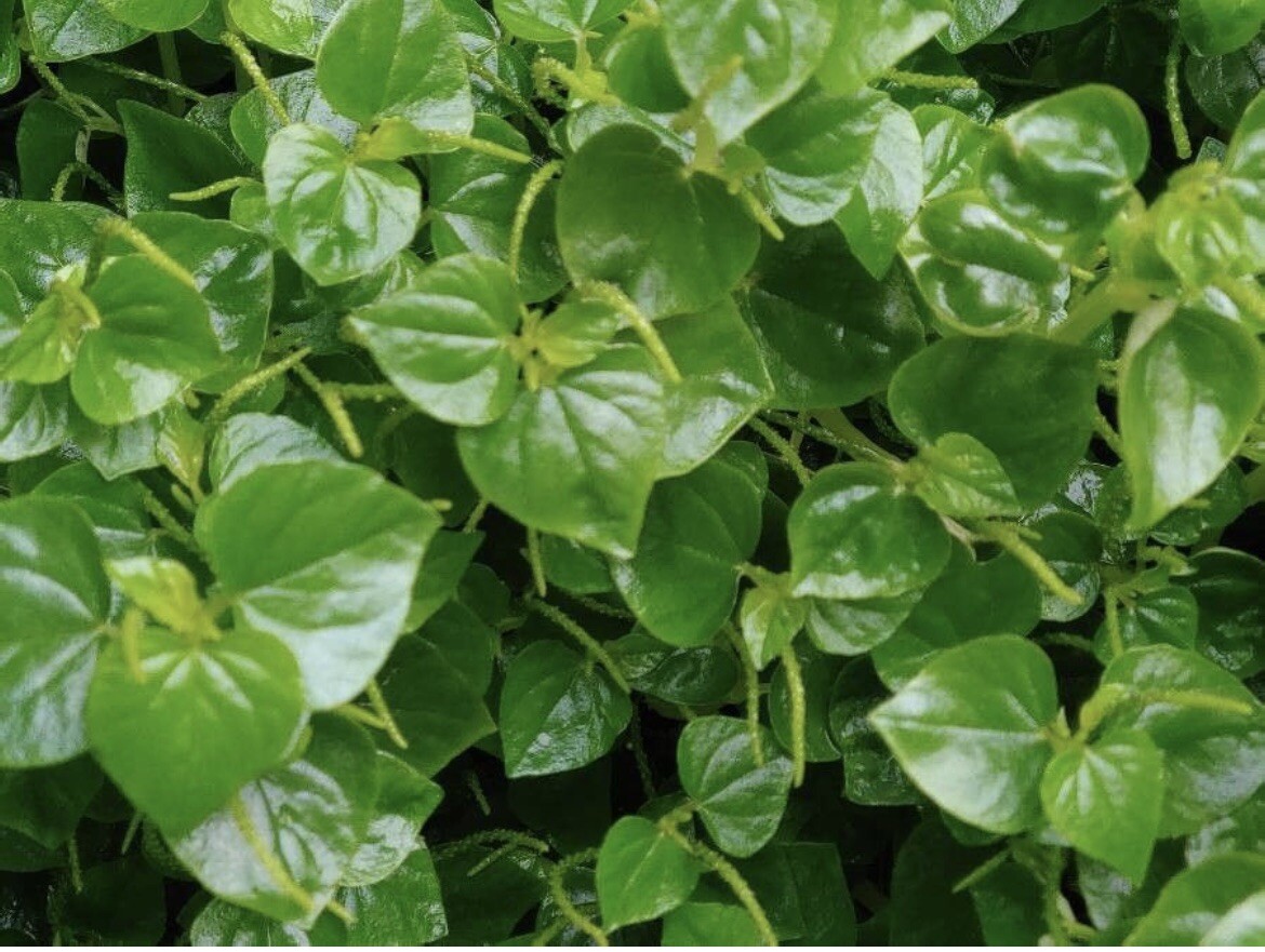 Crab Claw herb, Peperomia Pellucida, Pepper Elder – 500+ Seeds 2024 – USA
