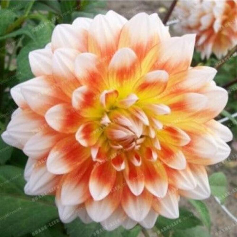 20 SEEDS for Orange White DREAM DAHLIA rare flower exotic bloom plant USA Seller