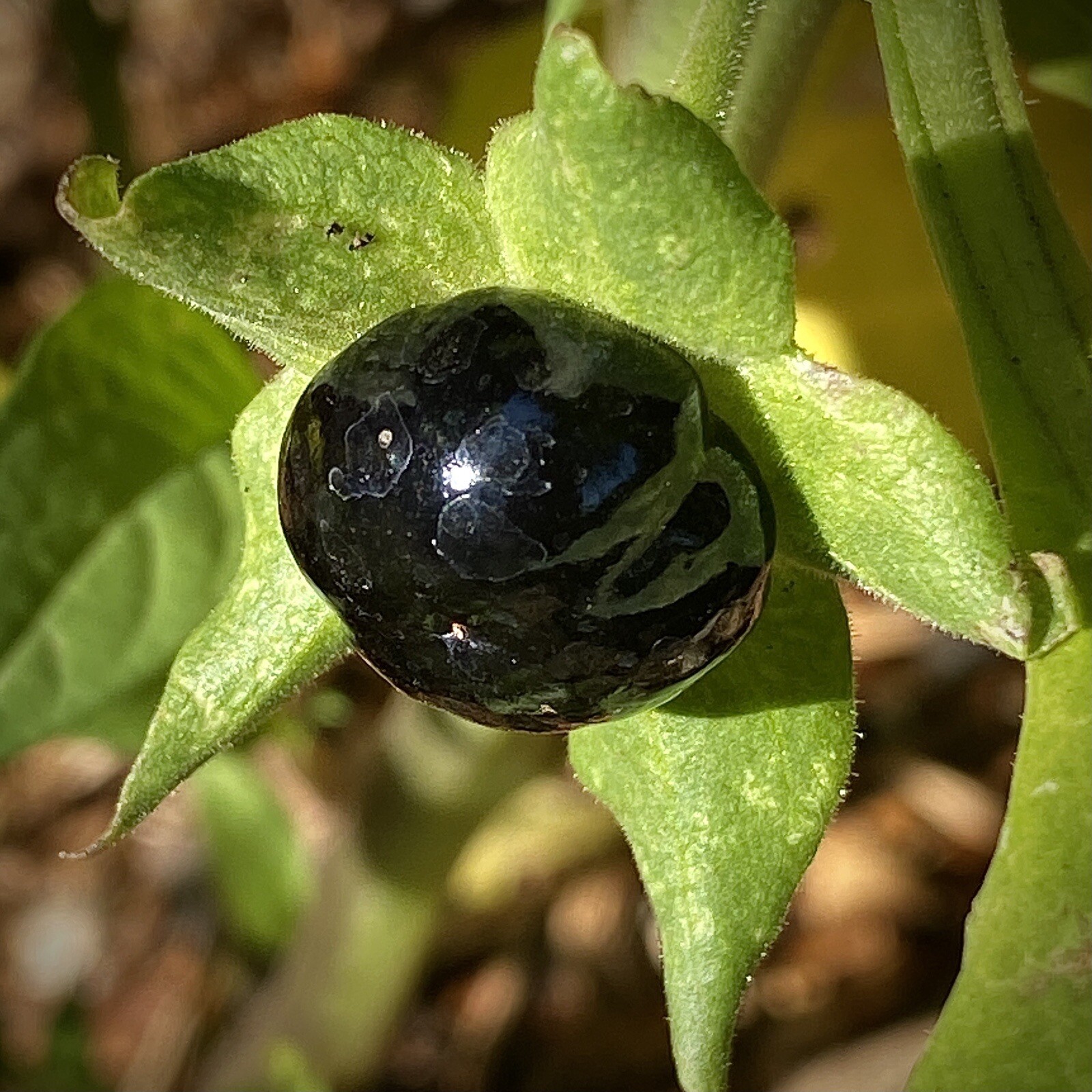 120 Belladonna Seeds Atropa Deadly Nightshade Organic Homegrown Wicca Magic