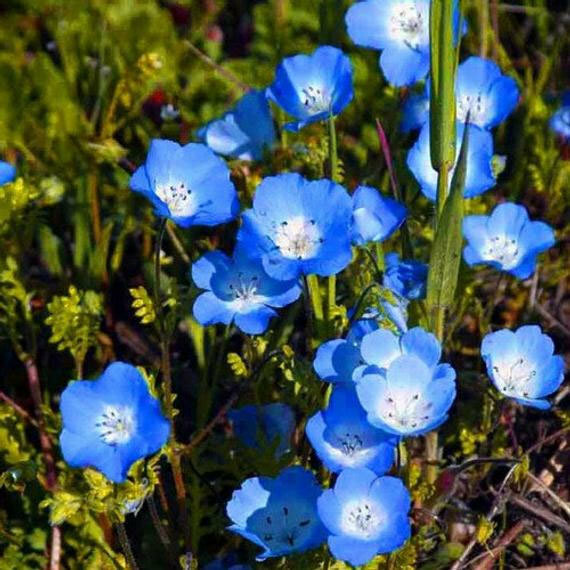 Nemophila menziesii | Baby Blue Eyes | 50_Seeds