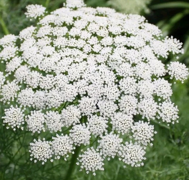 20+ BISHOP FLOWER Seeds Wildflower Queens Anne’s Lace Summer Garden
