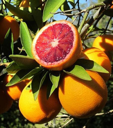 Sanguinelli Blood Orange Tree, 1-2 feet tall, No Ship Az, Ca, Fl, La, Tx