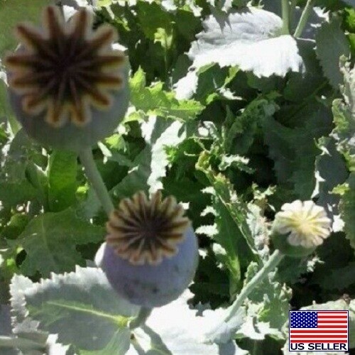 Turkish Blue Poppy (Papaever somniferum) 20,000+ Imported Untreated Seeds