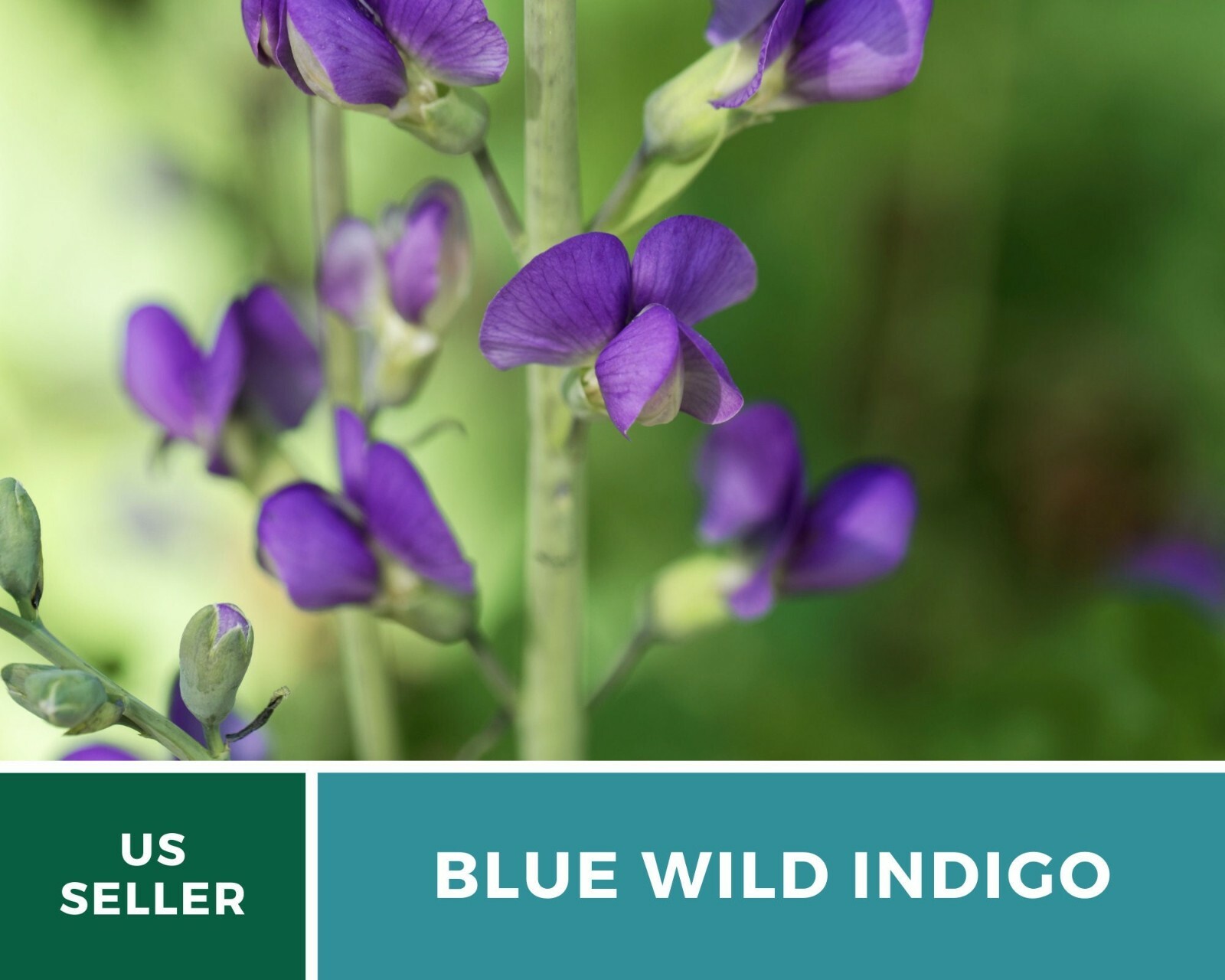 Indigo, Blue Wild – Heirloom Seeds – Brilliant Blue and Purple Blooms
