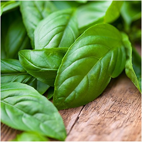 , Culinary Basil Herb Seed Packet Collection (8 Individual Basil Seed 8 Pack