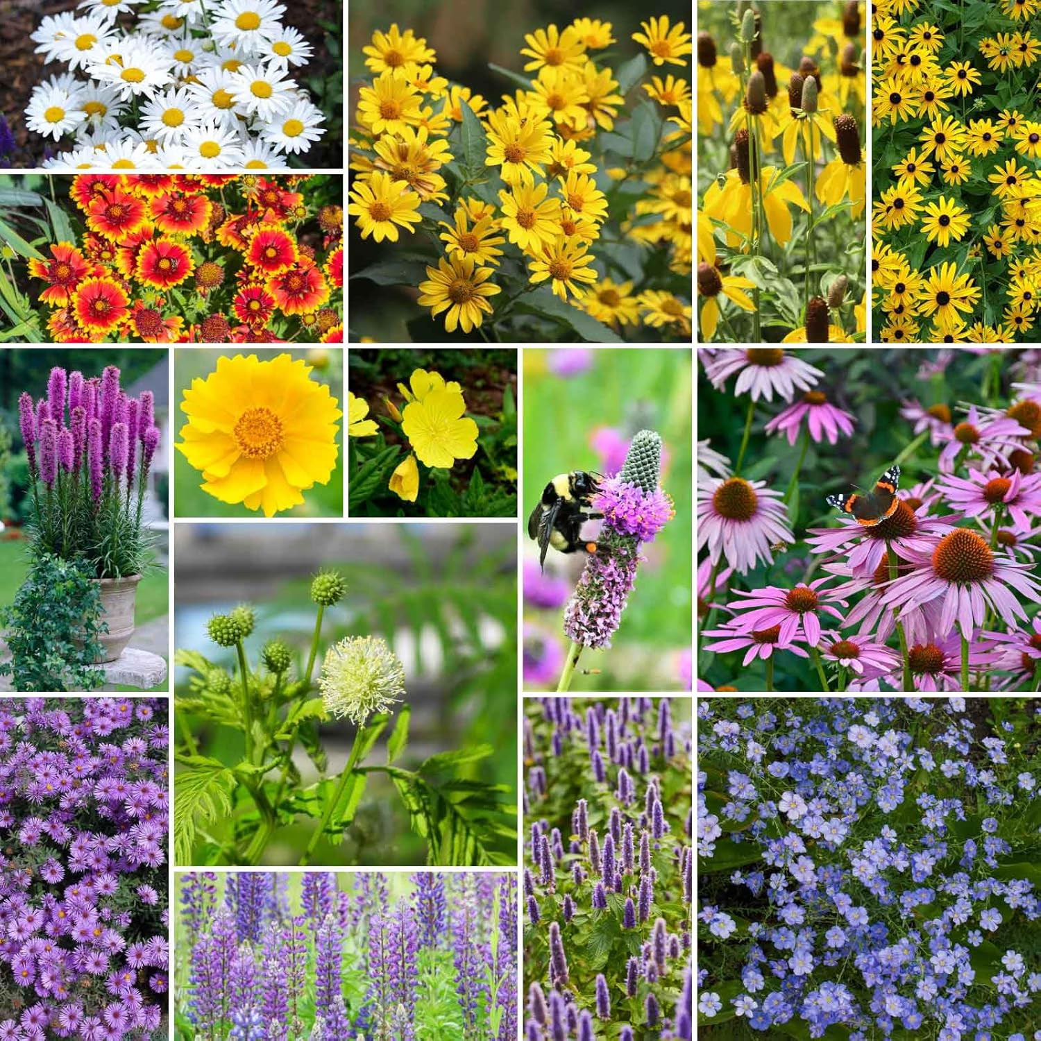 Midwest Perennial Wildflower Seeds Mix 1/4 lb 120K Pollinator Zones 3-10 – US