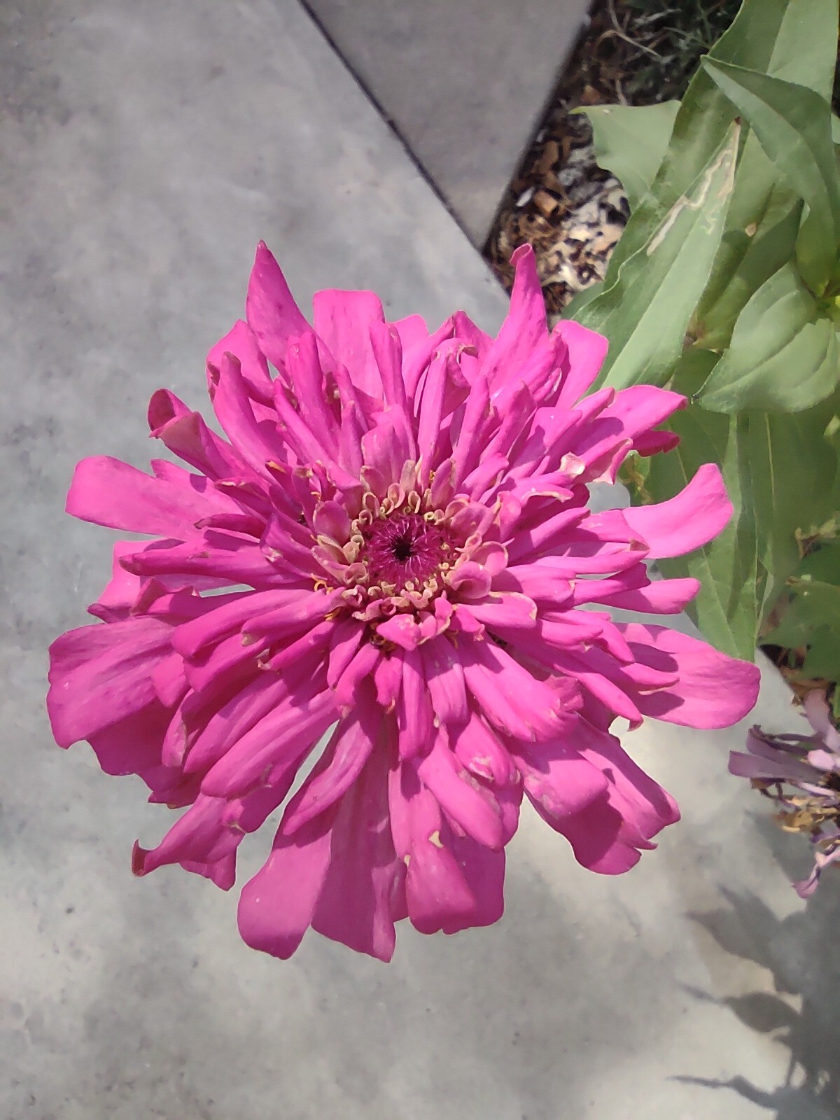 Zinnia Seeds, 5 Dry Head,Giant Cut Come Again, Zinnia Flower Seed,Free Shipping