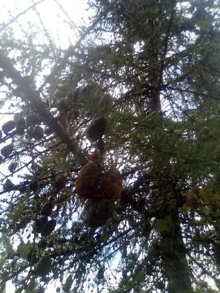 Larch (Larix mixed variety, 20 seeds Alaska Wild Harvested