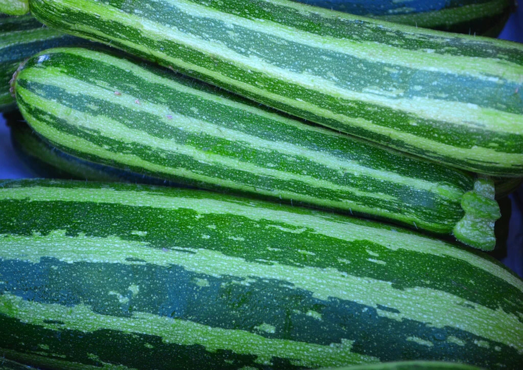 20+ Italian Squash Zucchini Seeds |NON-GMO Heirloom #95
