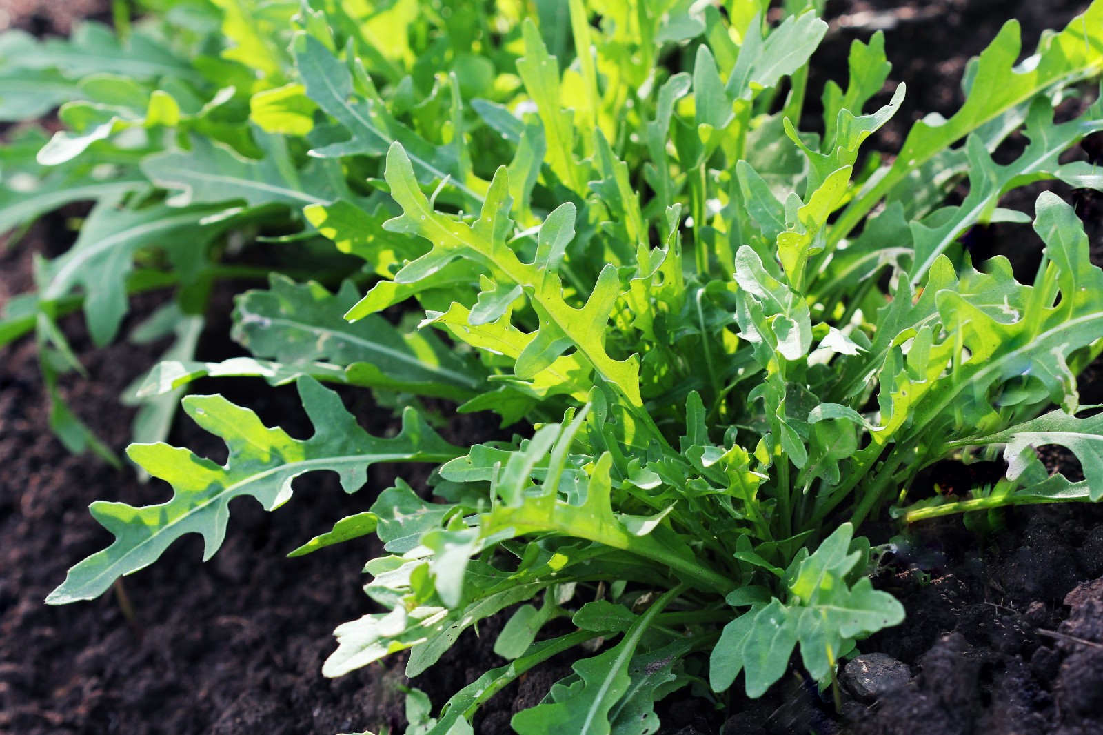 Arugula Seeds Eruca Sativa Seeds Free Shipping!
