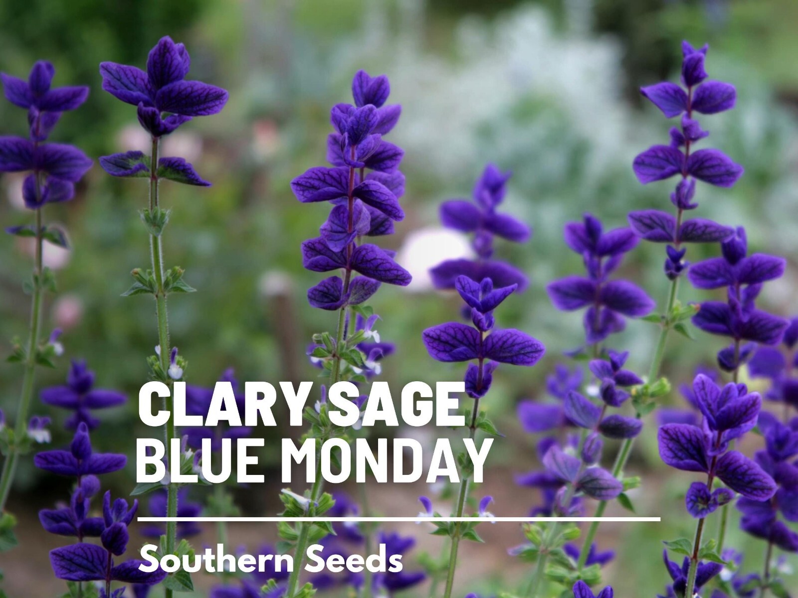 Clary Sage, Blue Monday – 50 Seeds – Heirloom Herb, Medicinal Plant, Easy to Gro
