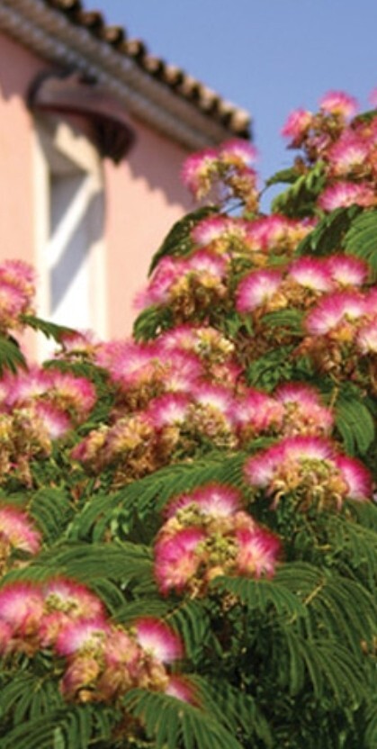 Mimosa Tree Seeds (Albizia julibrissin) Persian Pink Silk Flower Plant Bonsai