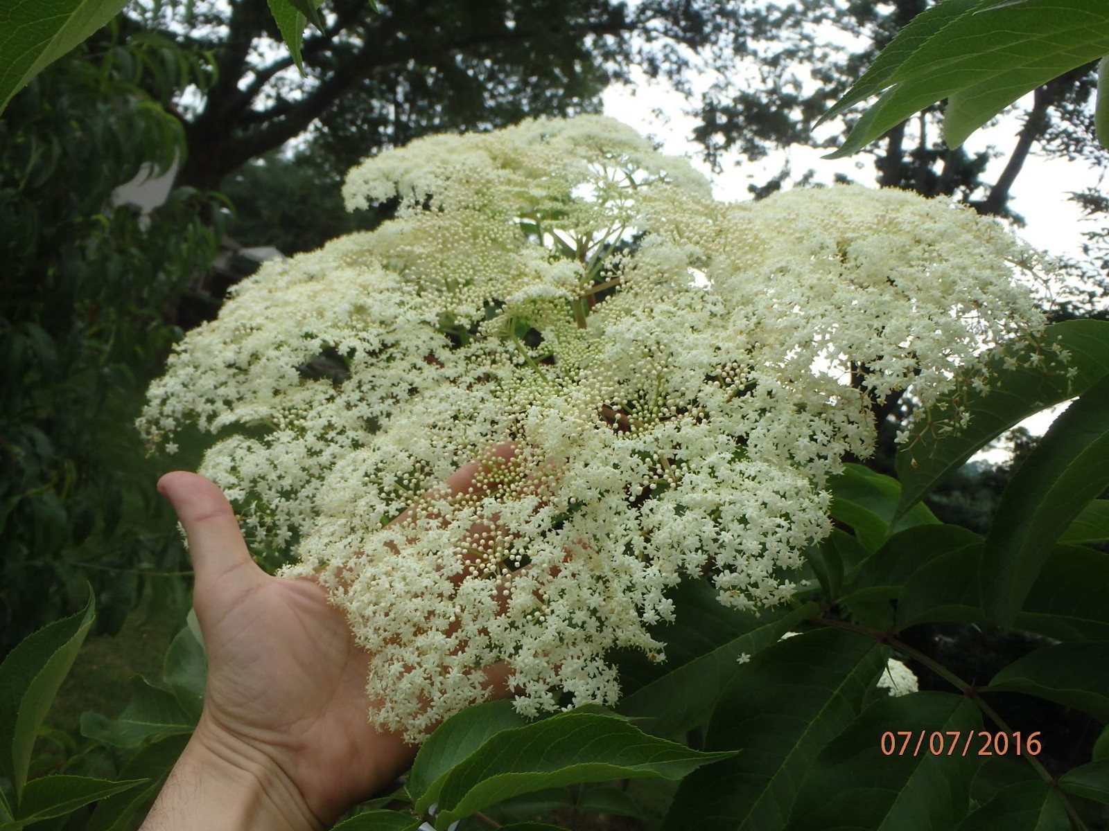 One live rooted plant of Elderberry, Sambucus nigra, shipped bare root.