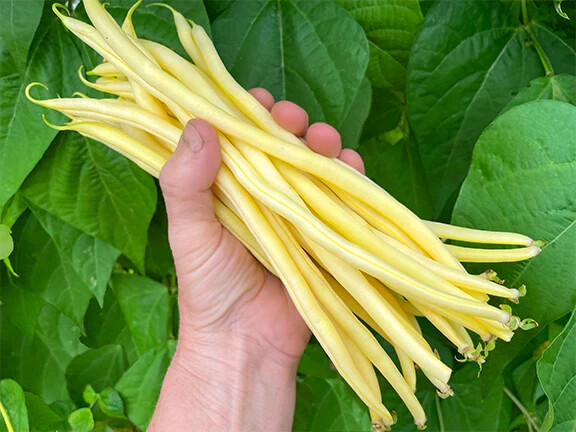 THREE SISTERS GARDEN SEEDS ~ INDIAN CORN ~ BLUE HUBBARD SQUASH ~YELLOW POLE BEAN