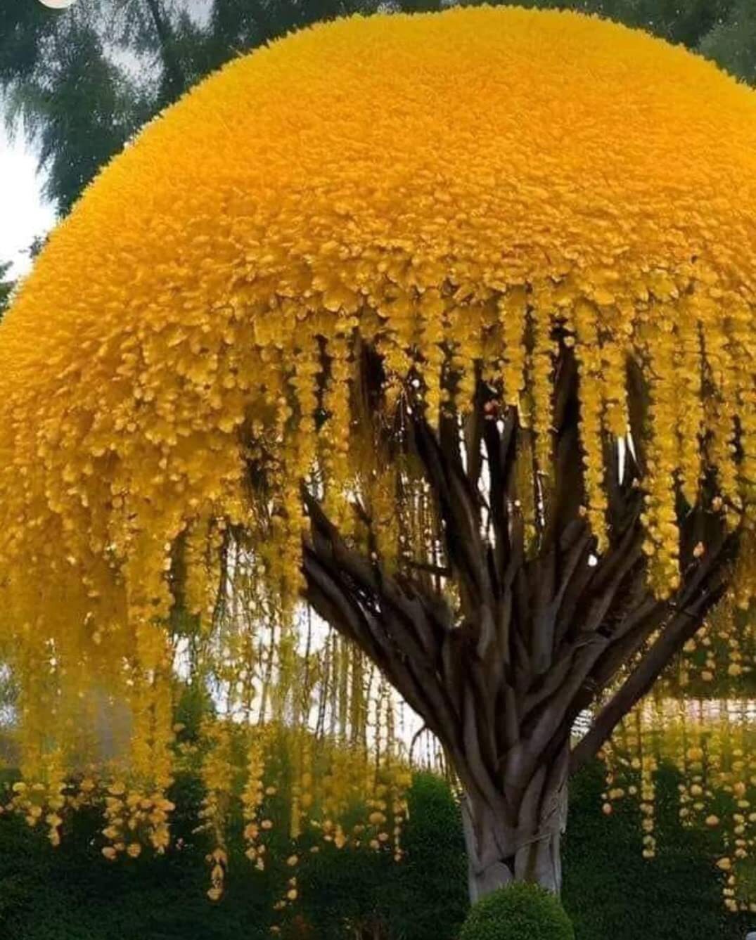 Golden Shower Tree Seeds for Planting (10 Seeds) – Stunning Weeping Yellow Bloom