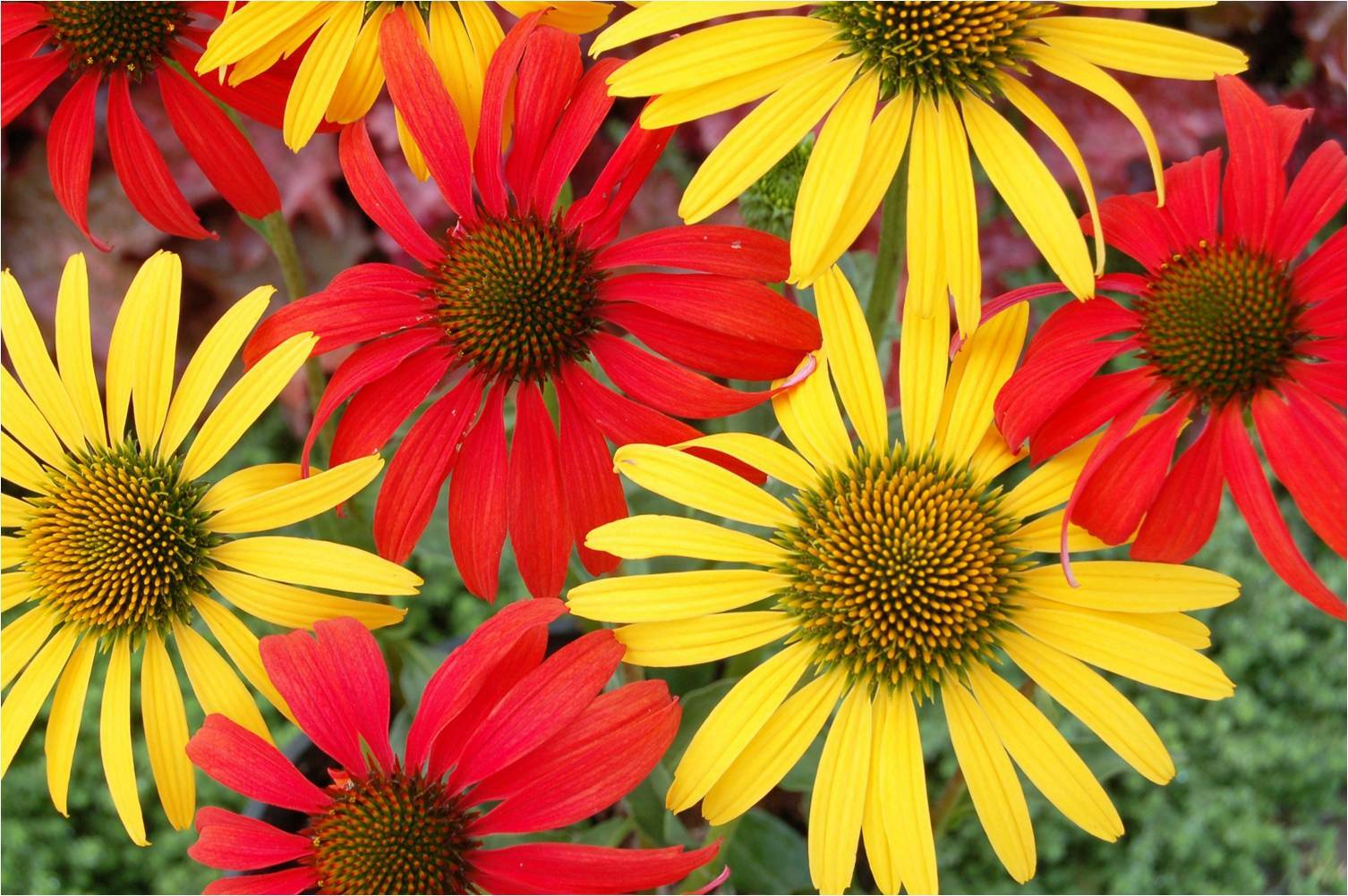 Tomato Soup Mac & Cheese Coneflower 30+ Fresh Seeds Cheyenne Spirit Yellow Red