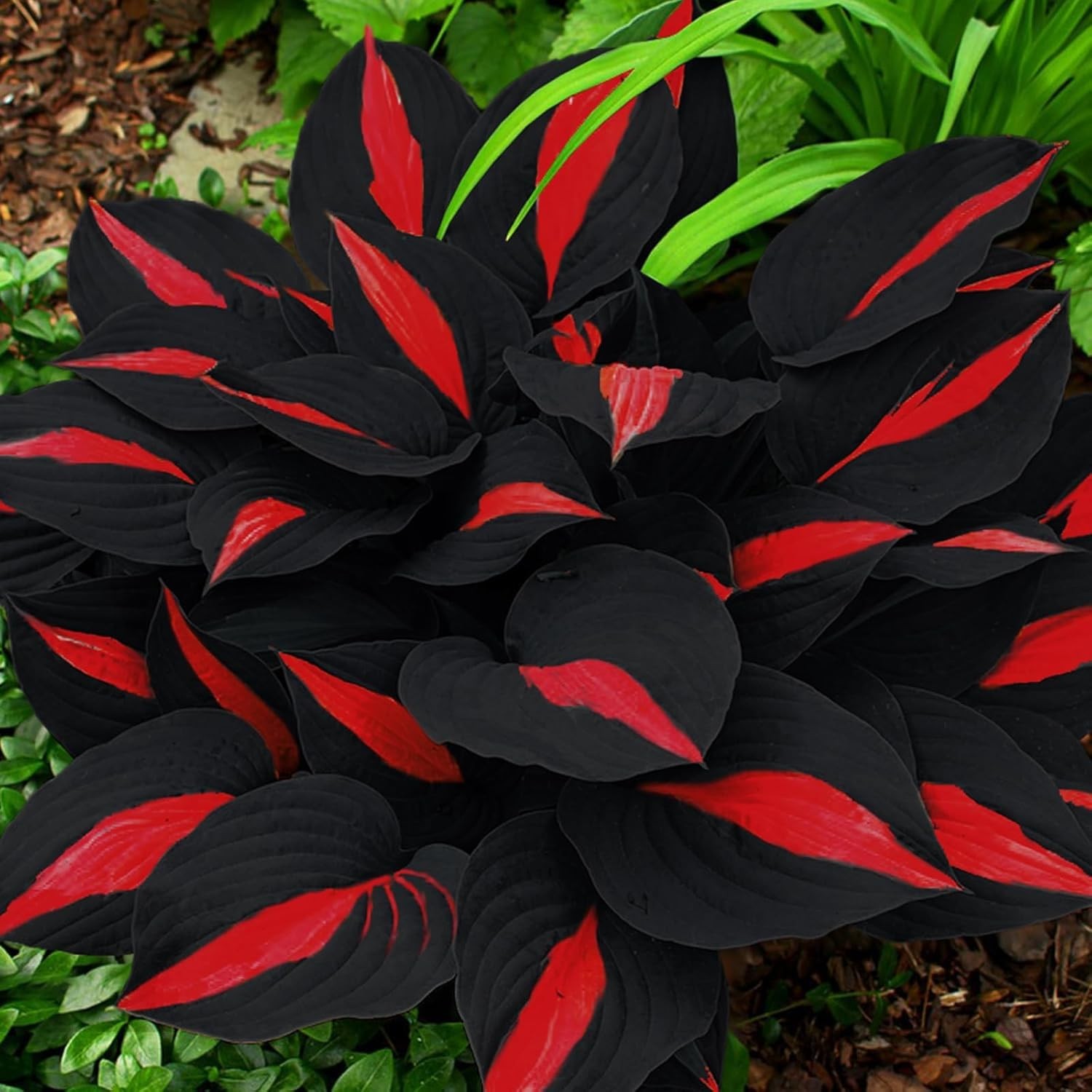 318+ Hosta Seeds Rare Perennial Plants with Unique Foliage for Shaded Garden…