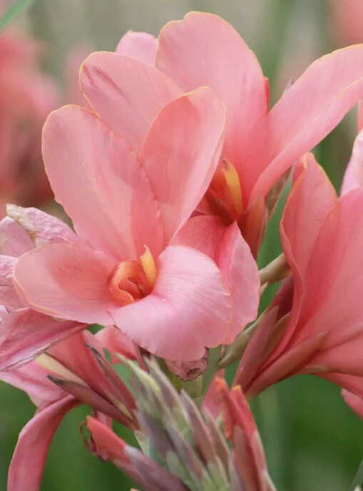 Canna Pink Bulbs Hawaiian Tropical Paradise Aloha Lily Bulbs Lot Of (2) Organic