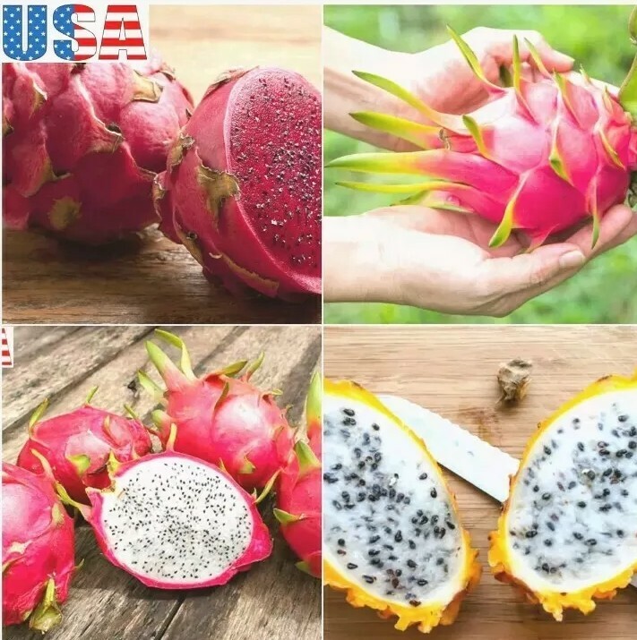 USA SELLER Dragon Fruit Mix (Red,purple, Yellow,White) 50 seeds HEIRLOOM