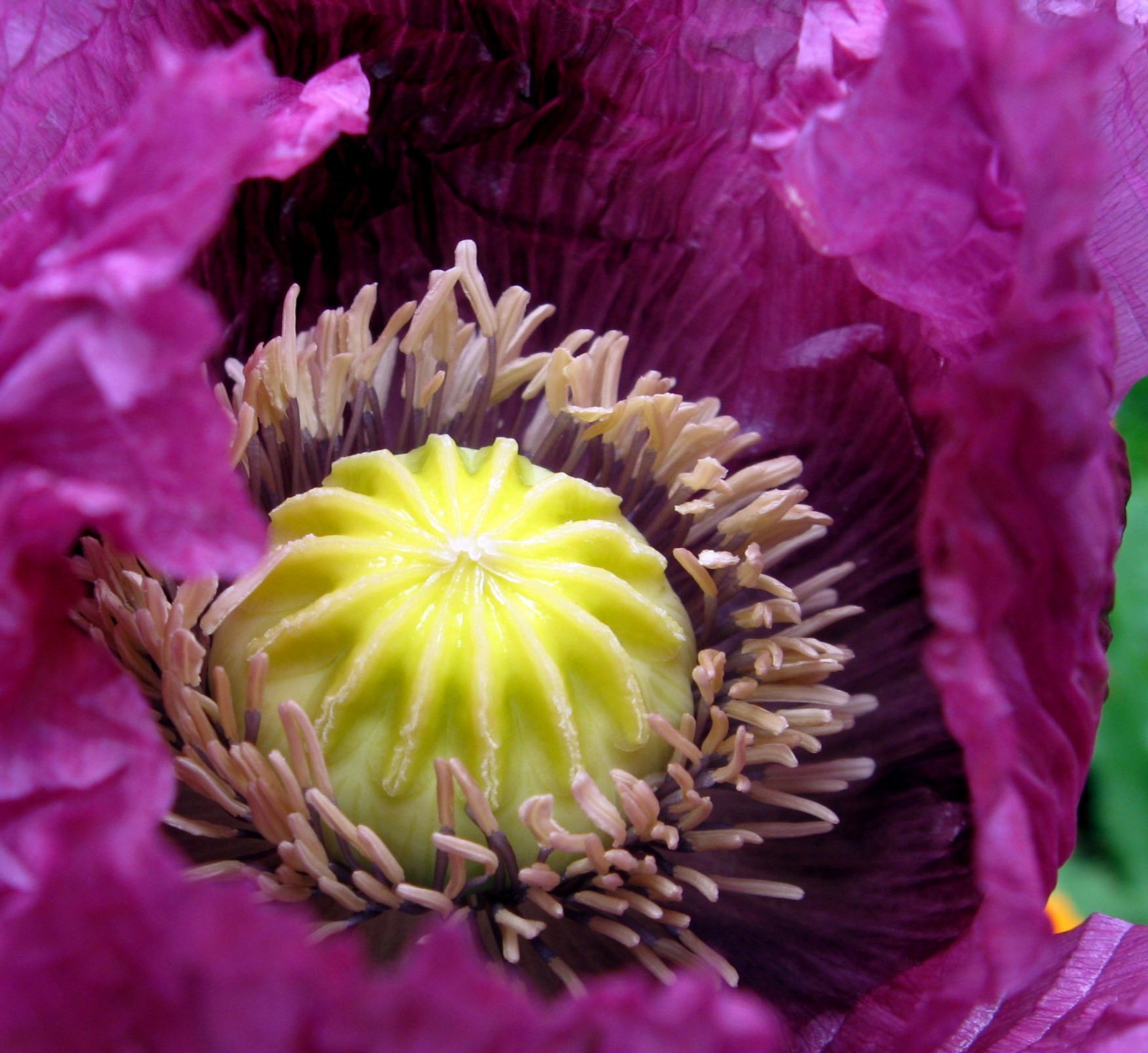 STRATIFIED GIANT somniferum MIX GROWN IN USA Blooms Decorative Pods 10000+ seeds