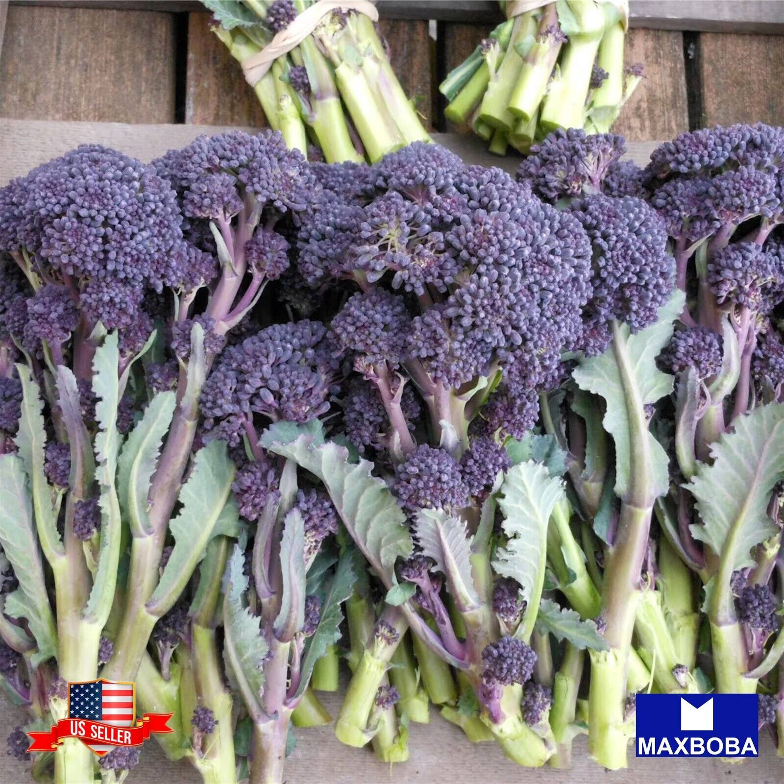 175+ Early Purple Sprouting Broccoli Seeds Non-GMO Heirloom BTGO 75% OFF