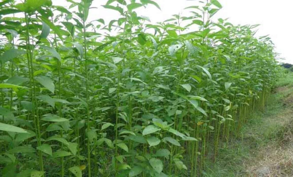 Corchorus Capsularis 20 Seeds, White Jute Herb Plants Annual Perennial Vegetable