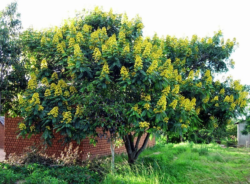 Senna Siamea 500 Seeds, Cassia Kassod, Thailand Garden, Flowering Shower Tree