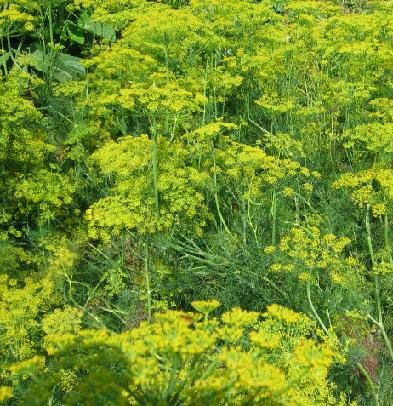 Dill Vierling Anethum graveolens 2,000 seeds