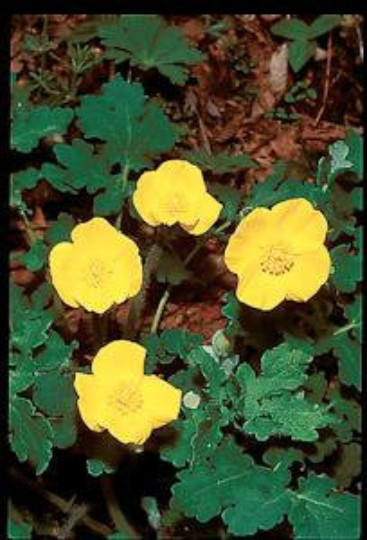 5 Yellow Wild Woodland Poppy Celandine Woodland Marsh ~Native H