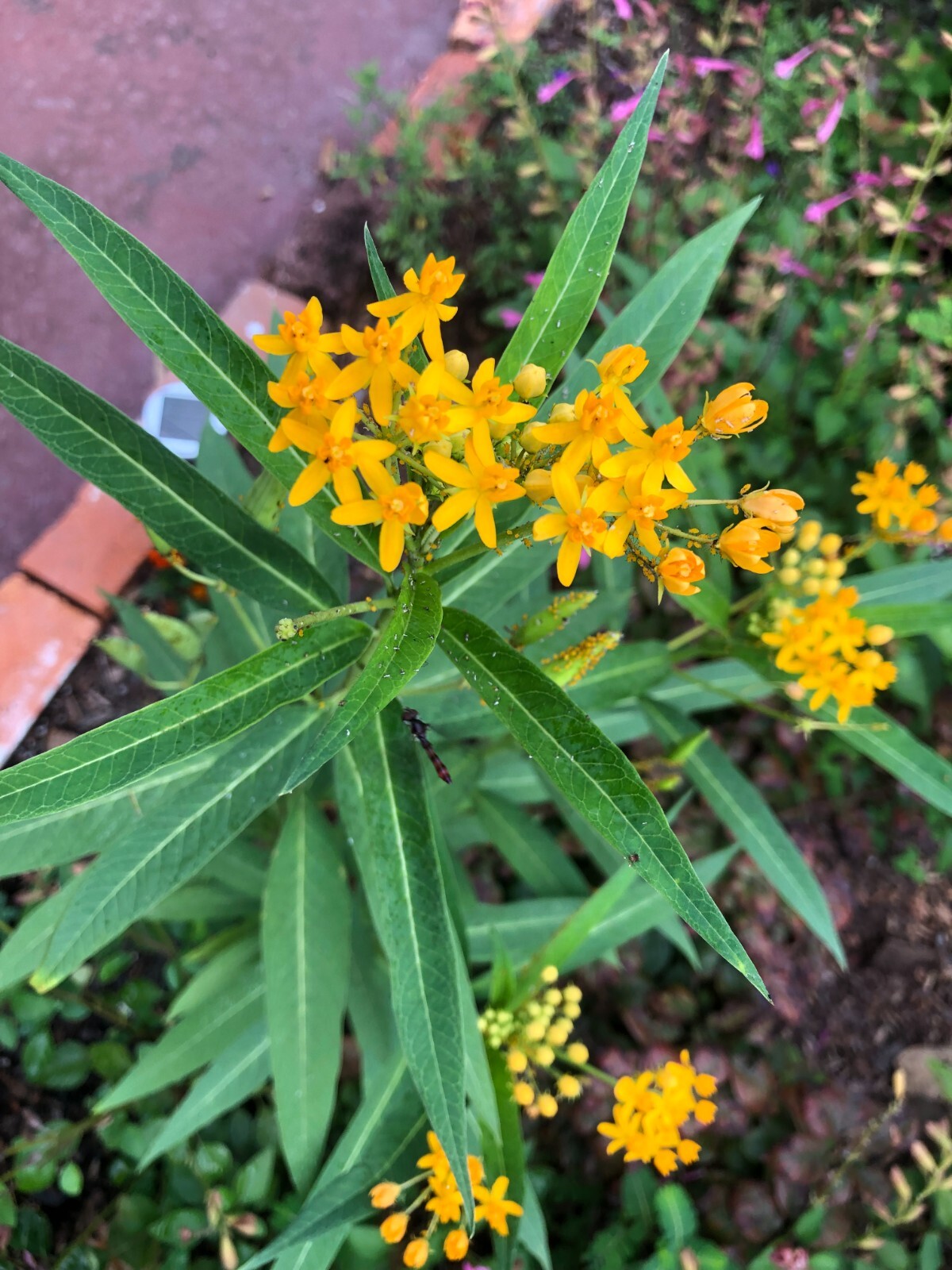 Asclepias currasavica | Silky Gold | 10 Seeds
