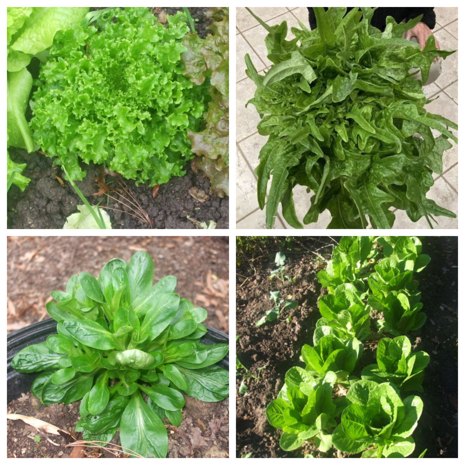 500 Gourmet lettuce mix seeds, Oak Leaf, Tango, Romaine, Corn Salad, ORGANIC!
