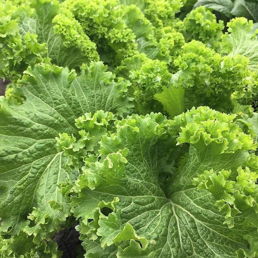 Mustard Seeds, Southern Giant Curled, Non-GMO, Heirloom, Greens, Free Shipping