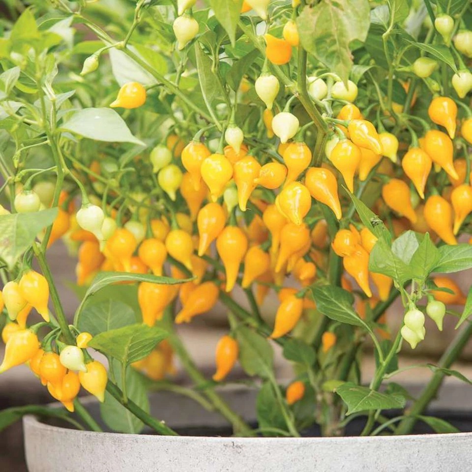 Biquinho Yellow Hot Chili Pepper Seeds Heirloom Non-GMO Sweet & Mild 25 Seeds