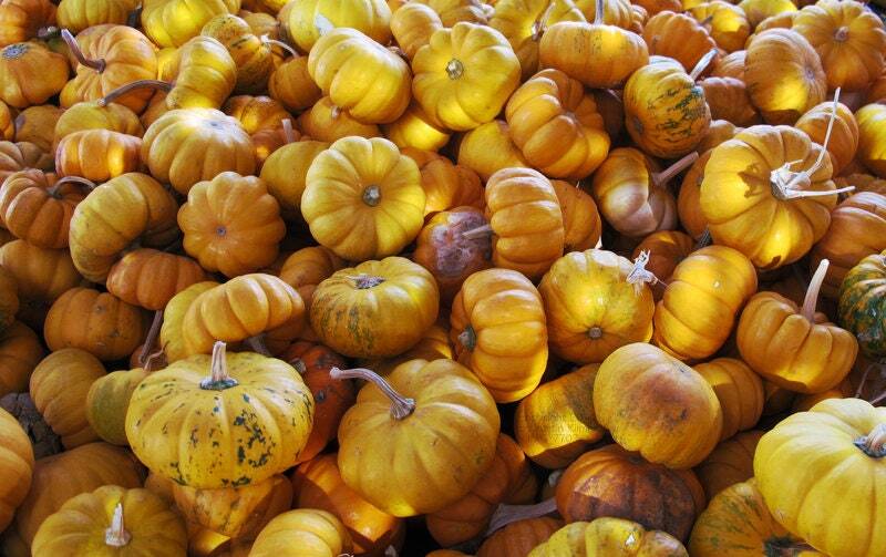 Jack Be Little Pumpkin Seeds
