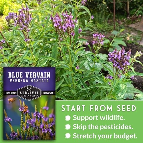 Blue Vervain Seeds for Planting (Verbena Hastata) | North American Native 1
