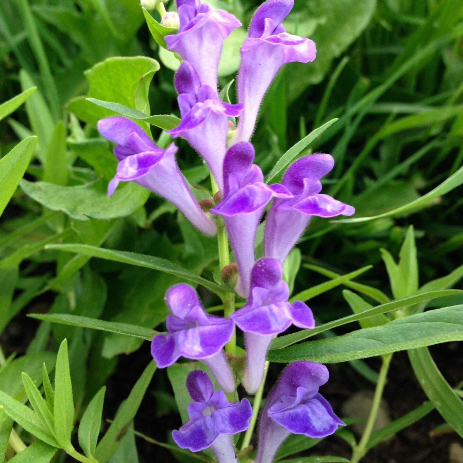 Baical Skullcap Seeds (Scutellaria baicalensis) ~Traditional Herb Flower Garden