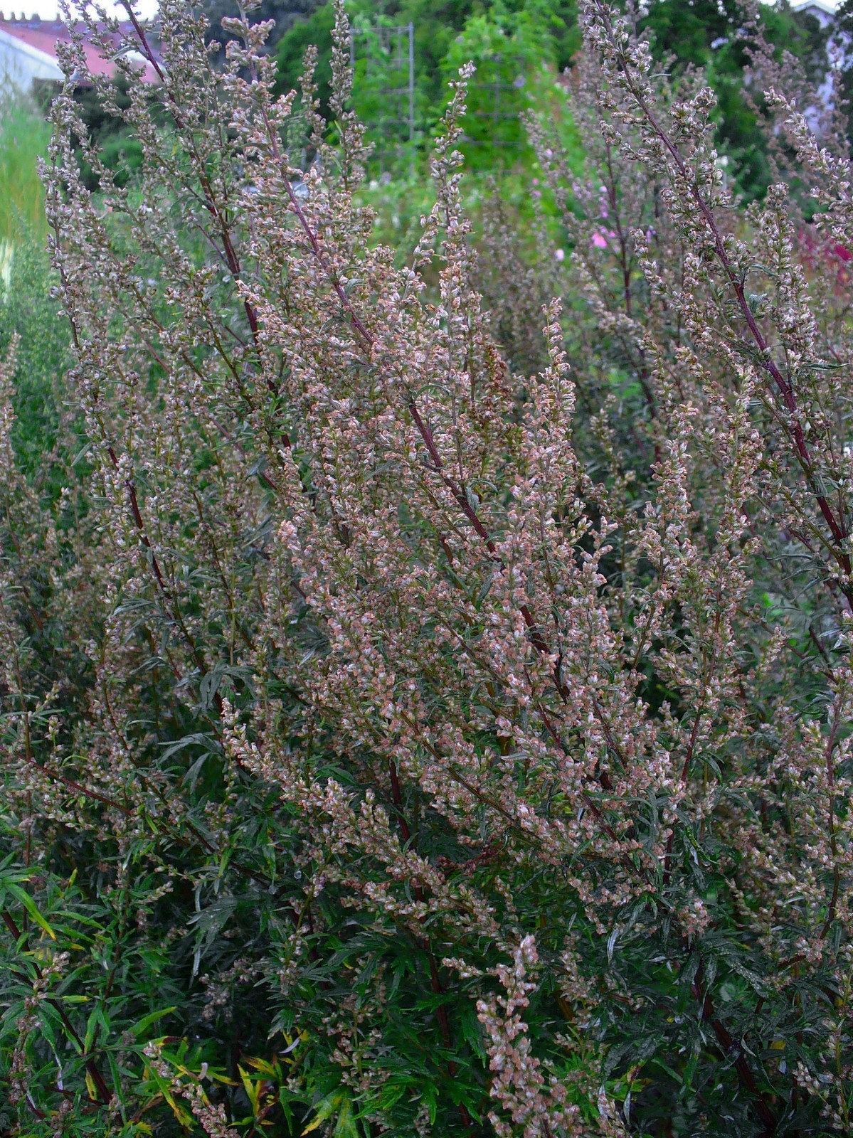 1000 Artemisia Vulgaris Seeds – Mugwort / Common Wormwood – Medicinal Herb